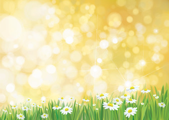 Vector summer,  nature  background, daisy  flowers field on sun shine background.