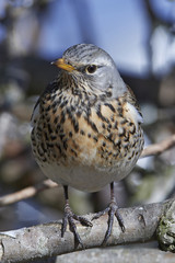 Fieldfare (Turdus pilaris)