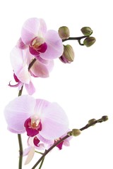 pretty orchid phalaenopsis close up