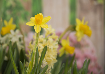 Yellow daffodils blooming in spring