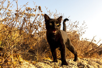 Raging black cat with yellow eyes looking at camera. Israel, Tel Aviv
