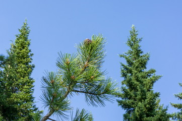 Cedar cone grows on a branch in the forest, against the background of firs and blue skies.