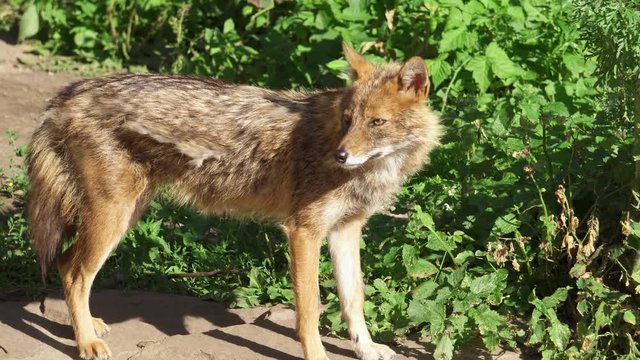 Hungry wild golden jackal sniffing bushes in forest. Canis aureus golden wolf hunting in national park