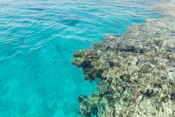 Undrewater reef on the red sea with corals