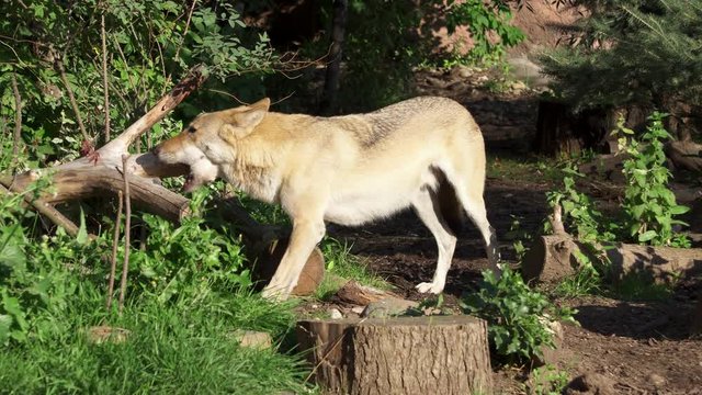 Hungry wild grey wolf running in green forest biting tree. Furry canis lupus wolf hunting in bushy national park with felled trees