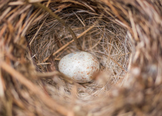 Natural speckled Spotted Towhee bird egg in a carefully constructed nest