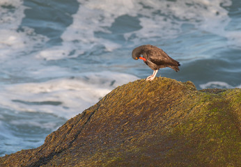 Black Oystercatcher (Haematopus bachmani) shorebird on a seaweed covered rock with the ocean and...