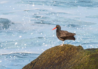 Black Oystercatcher (Haematopus bachmani) shorebird on a seaweed covered rock with the ocean and...