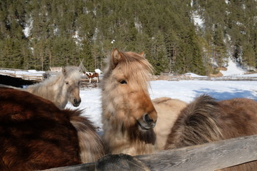 Fototapeta premium horses at the riding school on a ranch in the middle of the mountains and the ship