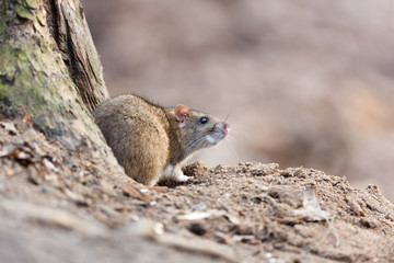 Naklejka na ściany i meble Rattus norvegicus, Brown Rat