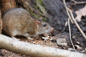 Rattus norvegicus, Brown Rat