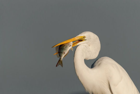 bird, egret, animal, heron, nature, wildlife, beak, feathers, great egret, avian, birds,portrait