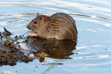 Rattus norvegicus, Brown Rat
