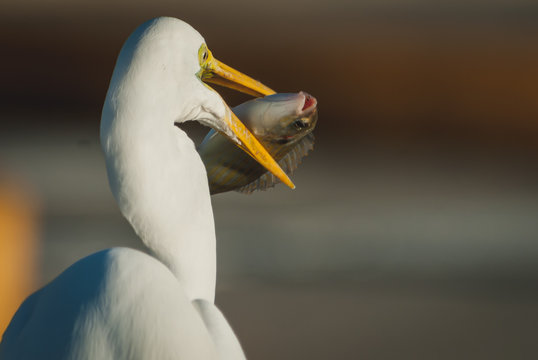 bird, egret, animal, heron, nature, wildlife, beak, feathers, great egret, avian, birds,portrait