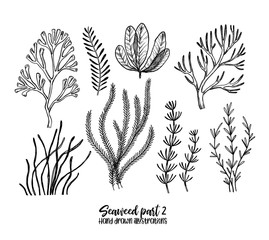 Hand drawn vector illustrations. Seaweed. Herbal plants in sketch style. Perfect for labels, invitations, cards, leaflets, prints etc