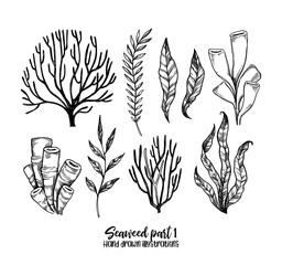 Hand drawn vector illustrations. Seaweed. Herbal plants in sketch style. Perfect for labels, invitations, cards, leaflets, prints etc