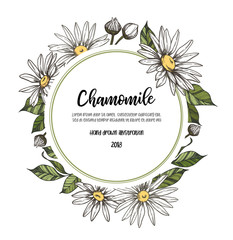 Hand drawn vector illustration. Label with Herb medicinal chamomile. Clipart in sketch style. Perfect for cosmetics labels, invitations, cards, leaflets etc