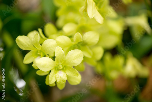 close up macro detail of multiple pale green specialist orchid