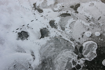 Frozen lake - ice texture and bird footprints