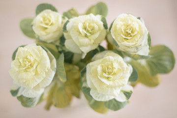 Beautiful bouquet of white decorative cabbage piglon.