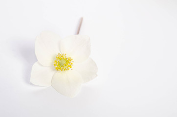 single beautifull flower on table with empty space for text
