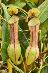 Nepenthes, Tropical pitcher plants and monkey cups