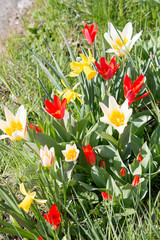 Fr&uuml;hling an der Strasse