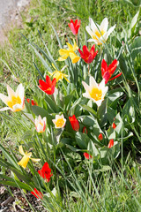 Fr&uuml;hling an der Strasse