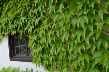 Ściana z winobluszczem  zielonym trójklapowym  - obrazy, fototapety, plakaty