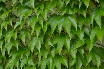 Fototapeta na wymiar Ściana z winobluszczem zielonym trójklapowym, Parthenocissus tricuspidata 