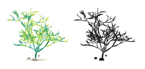 Algae Water Plant with Stones Set Isolated on White with Silhouette in Raster