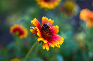 pollination by bees colorful flowers Gaillardia in the garden