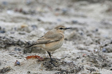 Isabelline wheatear