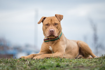 Yellow Pit Bull terrier dog lying on the grass - Powered by Adobe