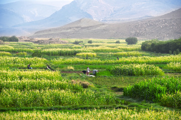 Self-sufficient labor-intensive farming in Morocco