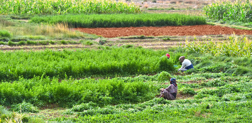 Self-sufficient labor-intensive farming in Morocco © monticellllo
