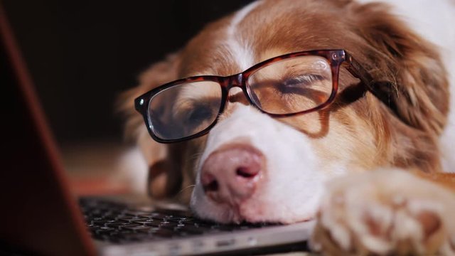 A dog in glasses sleeps near a laptop. Overstrain at work concept