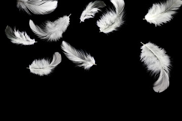 Obraz premium Abstract white feathers falling on black background. Swan feathers
