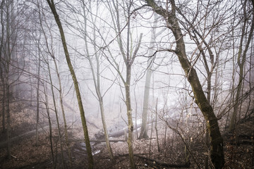 Fototapeta na wymiar Ravine Fog
