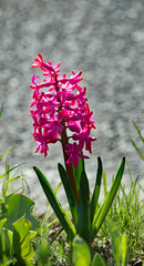 Strassenfr&uuml;hling