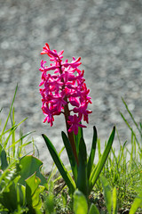 Strassenfr&uuml;hling