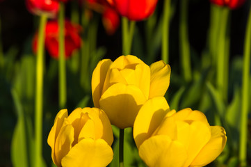 colorful tulips in early spring in the garden