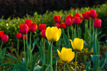 colorful tulips in early spring in the garden