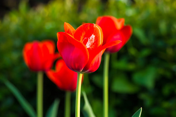 Obraz premium colorful tulips in early spring in the garden