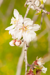 Almond tree blossom