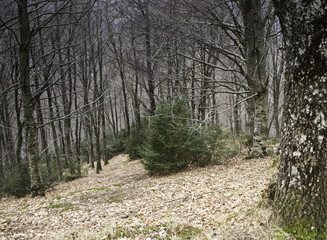 Forest in nature