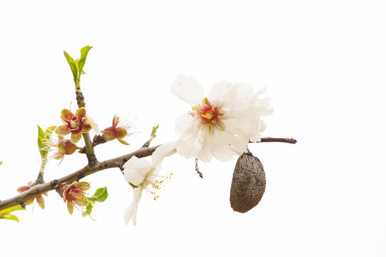 Almond tree blossom and fruit, close-up (white background)