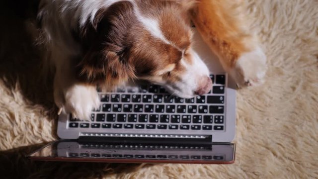 The dog is dozing on the laptop keyboard. Concept - too much work. Top view