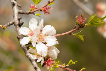Almond tree blossom close-up