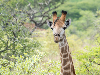 Portrait of a Giraffe with an Oxpecker bird sitting on its head